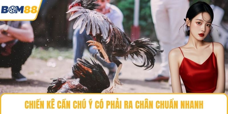 Chiến kê cần chú ý có phải ra chân chuẩn nhanh