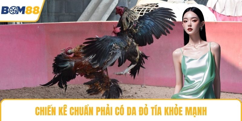 Chiến kê chuẩn phải có da đỏ tía khỏe mạnh