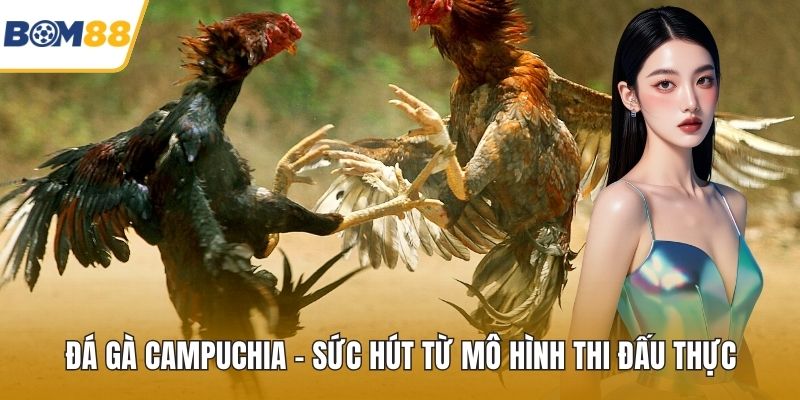 Đá Gà Campuchia - Sức Hút Từ Mô Hình Thi Đấu Thực
