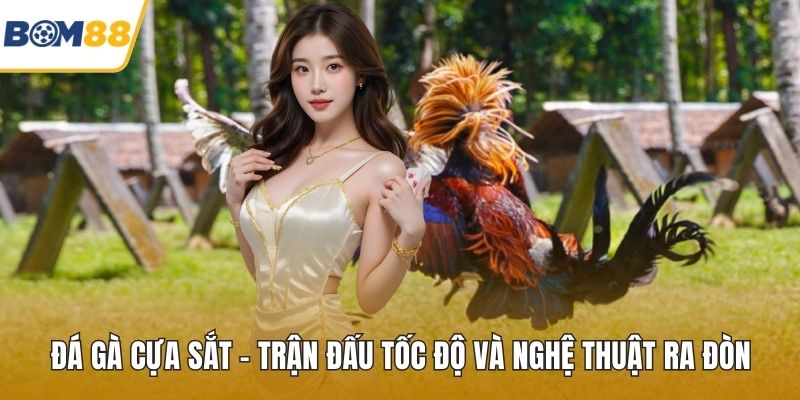 Đá Gà Cựa Sắt – Trận Đấu Tốc Độ Và Nghệ Thuật Ra Đòn