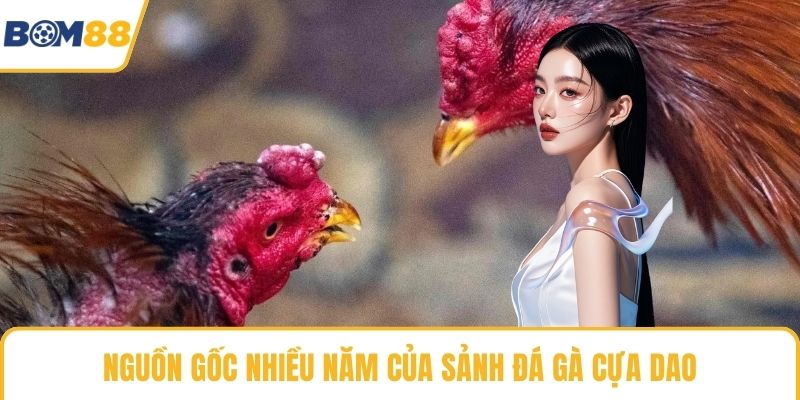 Nguồn gốc nhiều năm của sảnh đá gà cựa dao