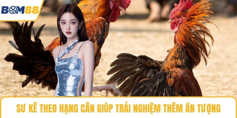 Sư kê theo hạng cân giúp trải nghiệm thêm ấn tượng