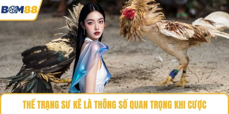 Thể trạng sư kê là thông số quan trọng khi cược